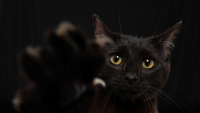 길고양이 밥그릇서 발견된 쥐약…용의자 