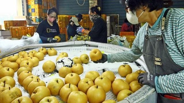 추석 필수 과일 배 고를 때 '이런 냄새' 나면 절대 사지 마세요