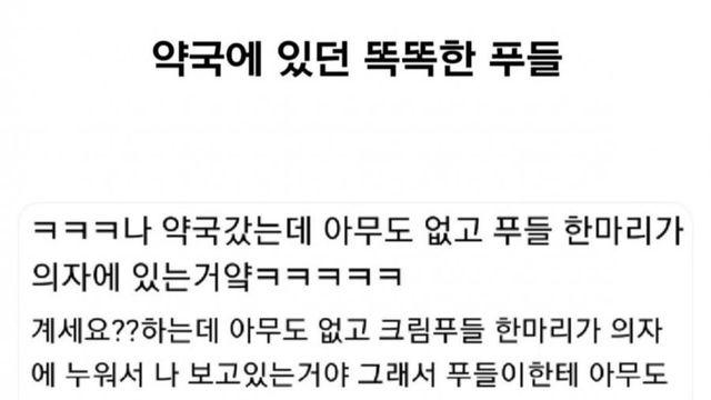 약국 푸들
