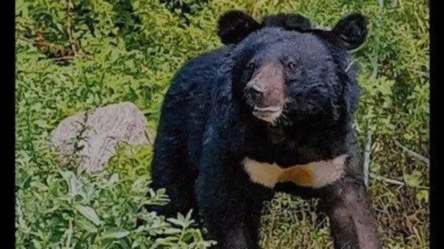 지리산 방생 반달곰 오삼이의 일생 