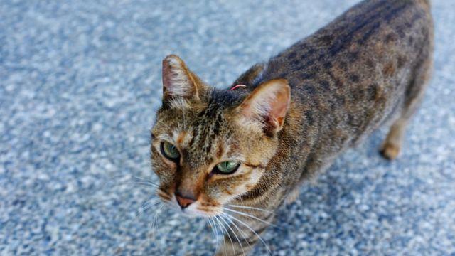 길고양이 절단·독극물 사건 이어져…예방 해법 4가지