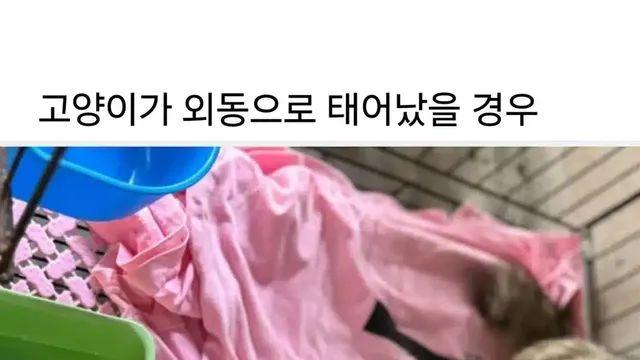 고양이가 외동으로 태어나면..,,