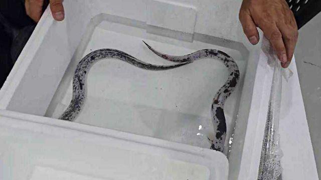 수만 분의 1 확률인데, 대체 어떻게 잡았지…'초희귀 물고기' 등장에 웅성웅성