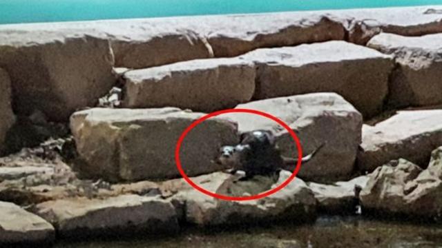 무려 3마리 한꺼번에 발견…도심 하천서 등장한 1m '멸종위기 1급 동물'