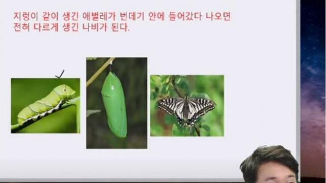 애벌레가 나비가 되는 과정.