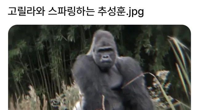 [스압] 고릴라와 스파링하는 추성훈.jpg,,