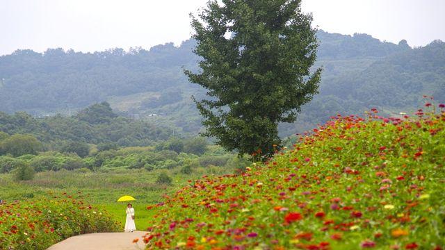 '가을 되면 한폭의 그림'…경기관광공사 추천 가을꽃 여행지 6선