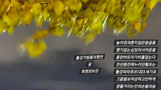 [보감과의 동행134] 튤강가밤꽃의향연