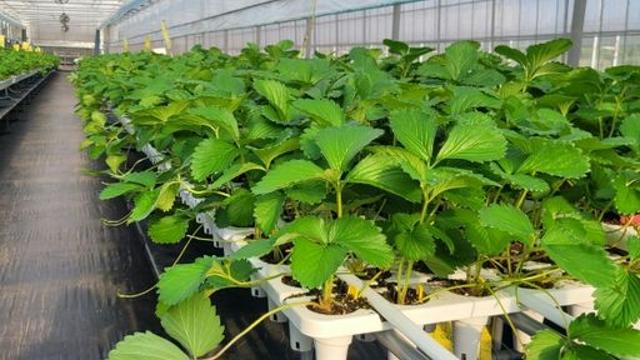 제주 농기원 고품질 딸기 모종 생산 성공
