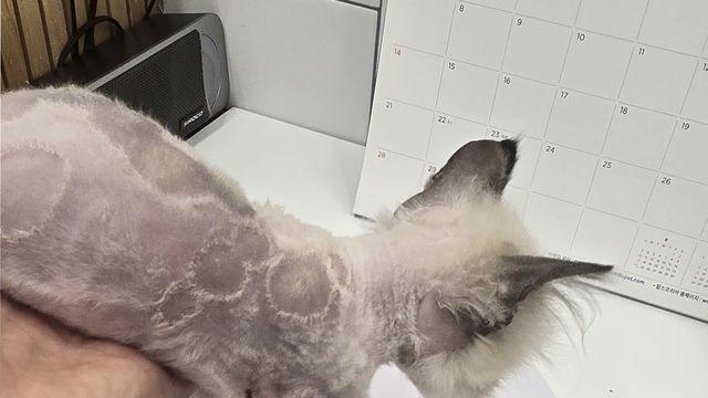 아파트서 불법 번식, 분양돼 온 고양이 28마리 동물단체에 구조