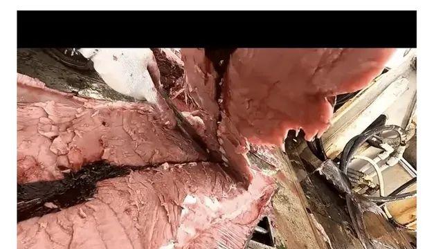 참치를 잡고 바로 냉동시키는 이유