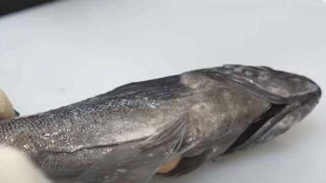 '한국인 대표생선' 우럭을 살만 발라내 분쇄한 뒤 검사해봤더니...