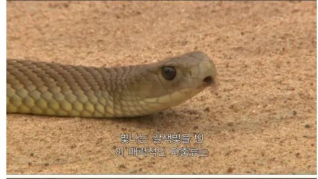 독사에게 물린 호주남성의 대처법