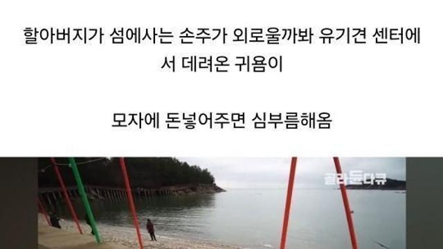 할아버지가 유기견 센터에서 데려온 귀욤이 