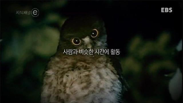 개와 고양이