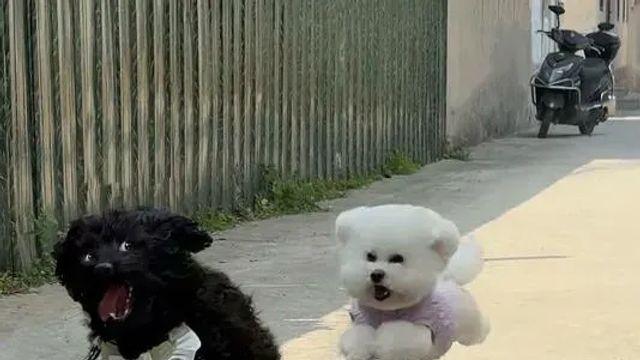날으는 강아지들.,,