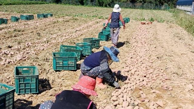 강화군 농·특산물 물류비 지원 대폭 확대 물가 및 유통비 상승에 농가 부담 심화… 지원 규모 늘려