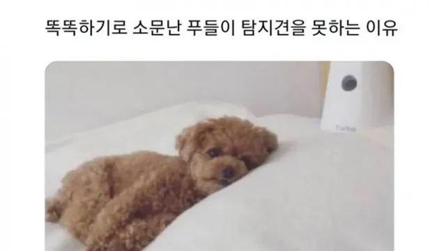 똑똑하기로 유명한 푸들이 탐지견을 못하는 이유,,