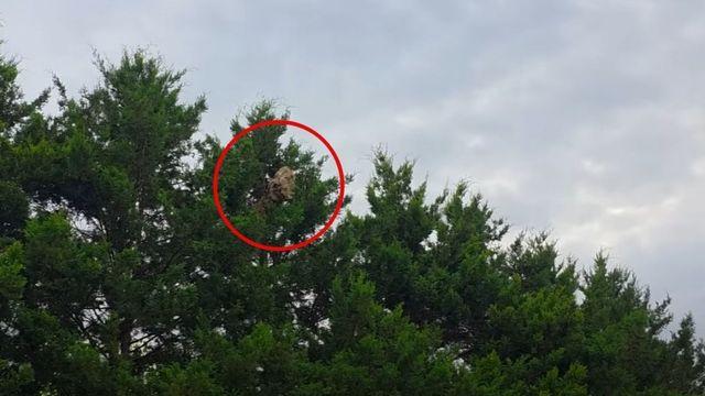 한국에 있으면 안되는데…어린이집 옆서 발견돼 난리 난 사람 크기만 한 '이것'