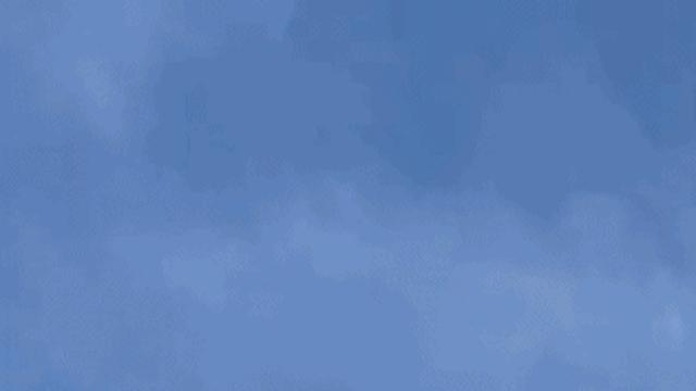 이런 둘기 왜 우리 동네엔 없지!?