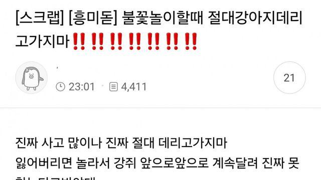 불꽃축제 절대 강아지 데리고 가면 안되는 이유