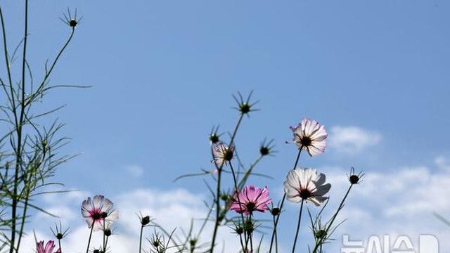 낮 최고 27도 초가을 더위…충북·경북 한때 소나기[오늘날씨]