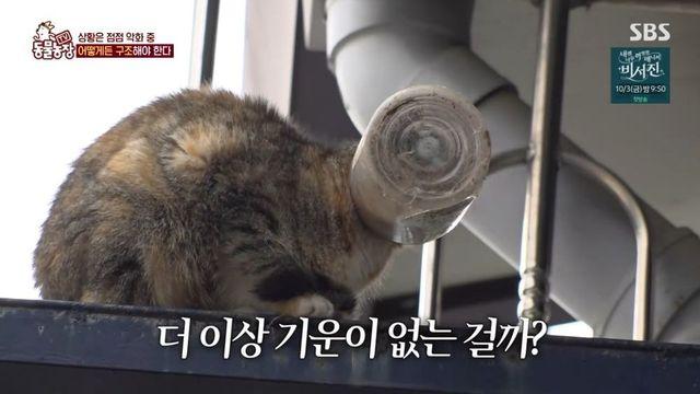 “모성애는 위대하다” 10일간 식음 전폐하고도 새끼 젖 물린 어미 고양이 (‘TV 동물농장’)