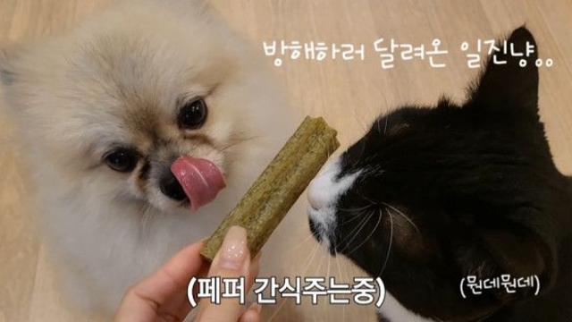 방해하는 쿠크 미션완료.~ ????⬛