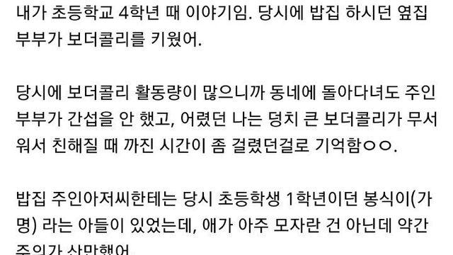 보더콜리의 지능에 감탄했던 썰