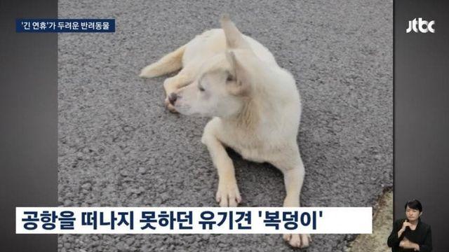 긴 연휴가 두려운 반려동물