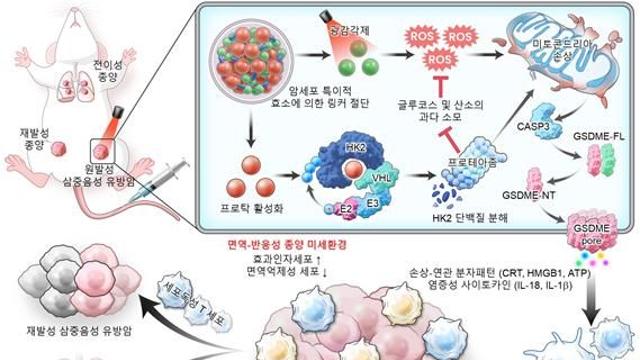 암 세포 분해하는 나노치료제 ‘나노탁’ 개발