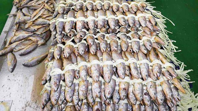 일주일 만에 가격 15% 하락…기대 전혀 안 했는데 가격 확 떨어진 '이 생선'
