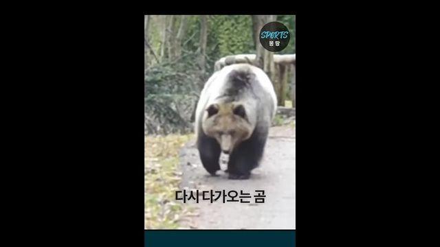곰을 만났을때 도망치지 말고 달려들어라