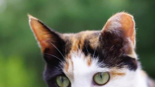 고양이 색깔종류