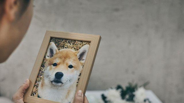 슬픔엔 무게가 없다… 너의 마지막 순간도 '따뜻하게'