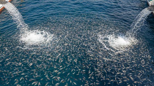 새로운 소득원으로 기대…울릉도서 40000마리 떼로 풀은 '이 물고기'