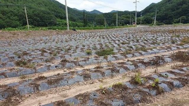 폭염·한파에 지갑 닫혀…한은 