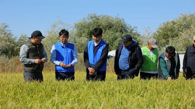 농진청 KOPIA센터, 몽골서 벼 재배 첫 성공…국내 품종 적용