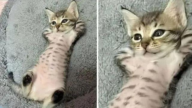 부모님댁에 맡긴 고양이 걱정돼 사진 좀 보내달라고 했더니…,,