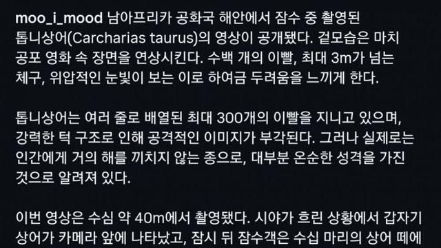 남아공 수심 40미터에서 촬영된 톱니상어 ㅎㄷㄷ