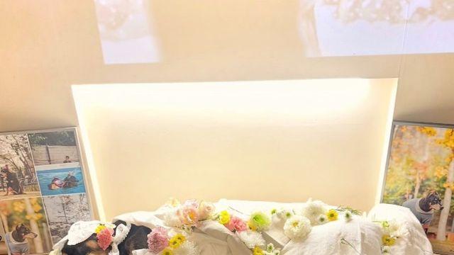 배정남 “사랑하는 우리딸 벨이 하늘의 별이 되었어요..”