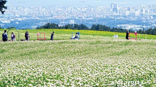 최대 메밀 산지 제주, 문화·관광 연계 경쟁력 키운다