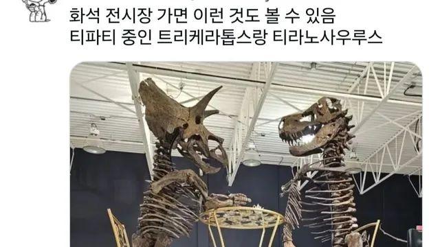 화석 전시장에서만 볼수있는것,,