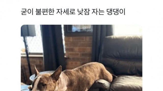 굳이 불편한 자세로 낮잠 자는 댕댕이
