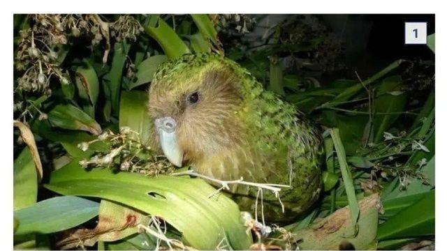 다양한 수명을 가진 생명체들을 알아보자.jpg