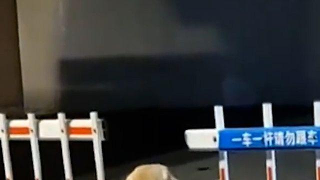 [쇼츠] 장대 물고 좁은 문 앞에…댕댕이의 선택은?