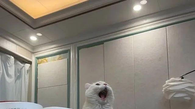 음악 수행평가 보는 고양이,,