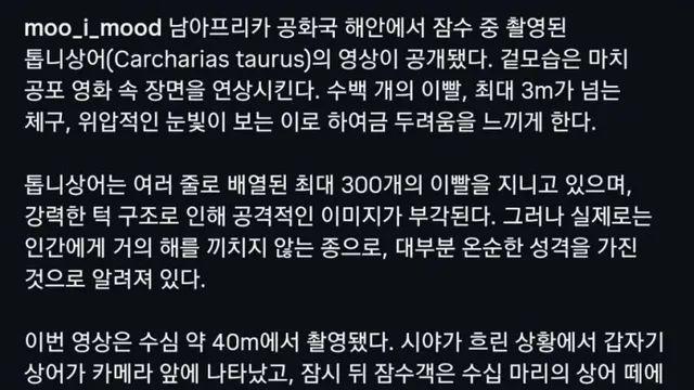 남아공 수심 40미터에서 촬영된 톱니상어.mp4,,
