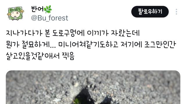 지나가다가 본 도로구멍에 이끼가 자랐는데 