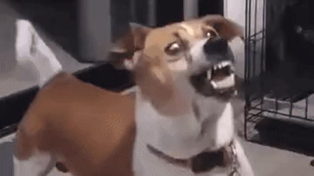 취권견